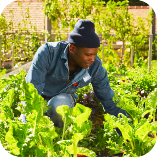 Community Food Garden